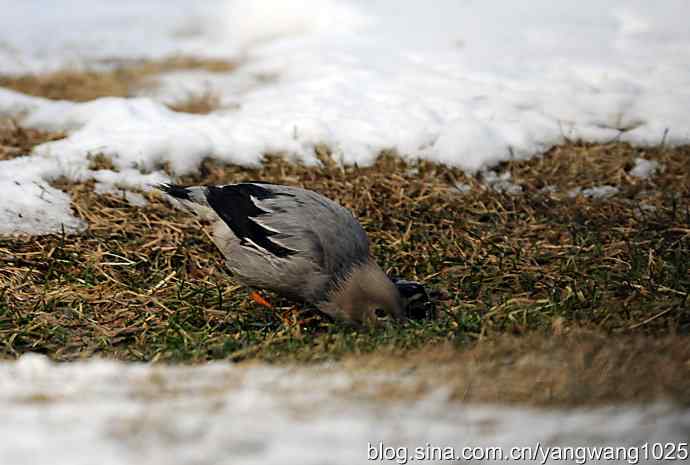 丝光椋(liang)鸟 丝光椋(liang)鸟