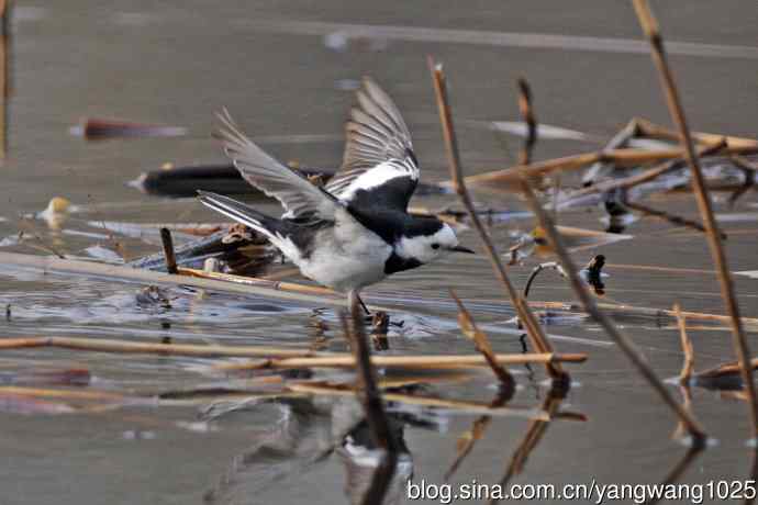 白鹡鸰(2) 白鹡鸰(2)