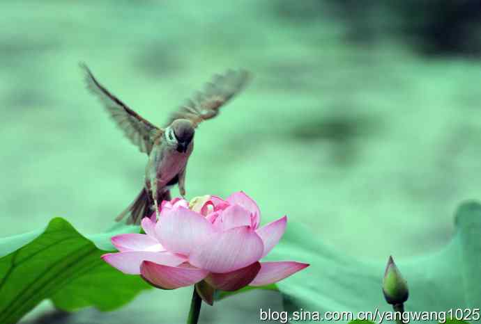 雀与荷 wbr4 雀与荷 wbr4