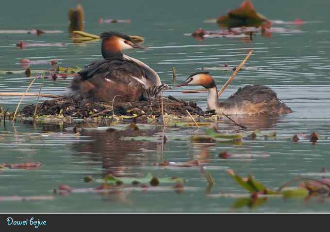 献给含辛茹苦的父母们