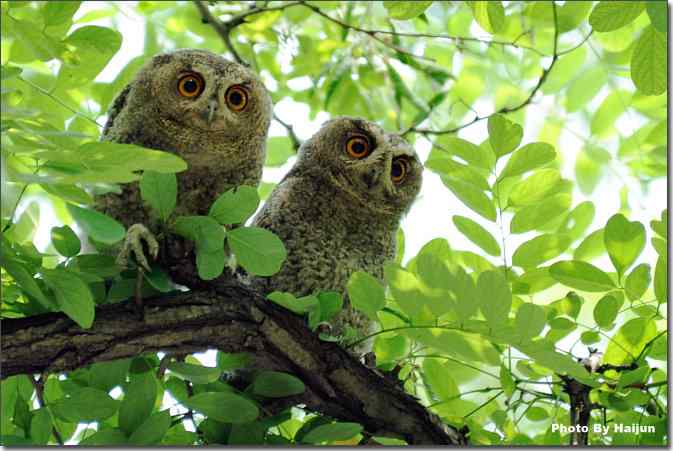 植物园de领角鸮