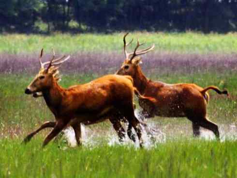 麒麟：传说的兽原型探秘（麋鹿）