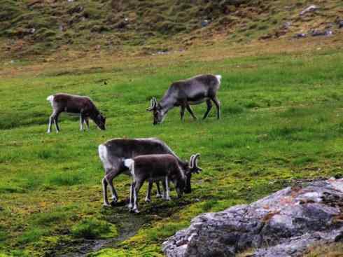 自然奇观：动物大迁徙(北美驯鹿长征)