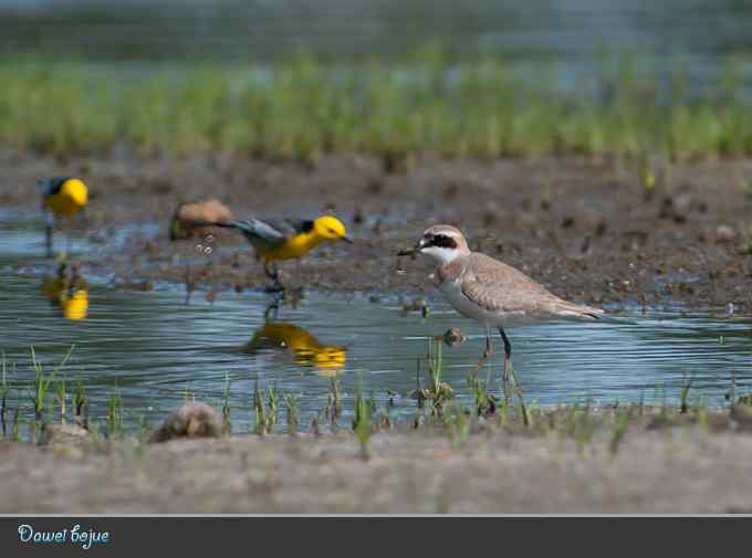 蒙古沙鸻和红喉鹨