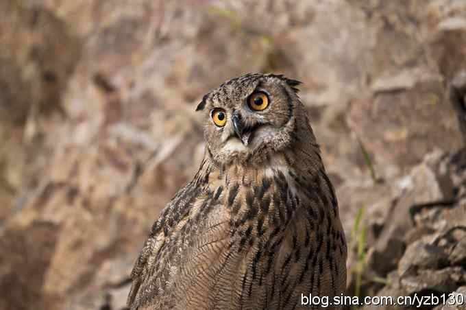 终于拍到大雕神猫了鈥斺敱贝骱有菁俚谒摹⑽逄欤ㄗ橥迹18张图片）