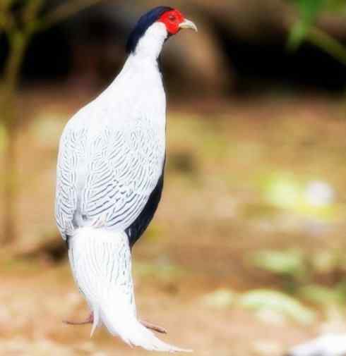 家禽驯化之源之八