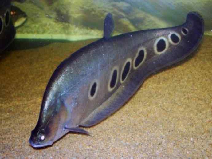 鱼类活化石:铠甲弓背鱼