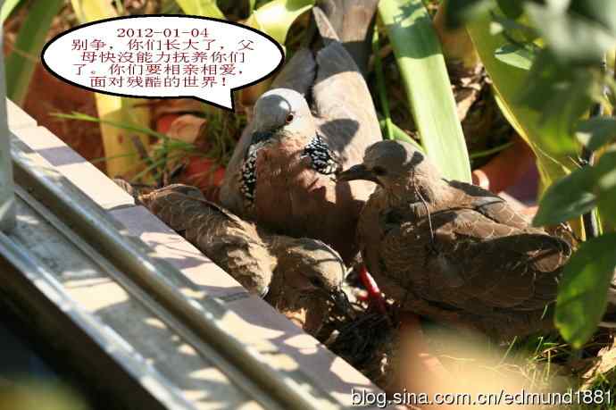 珠颈斑鸠育儿记