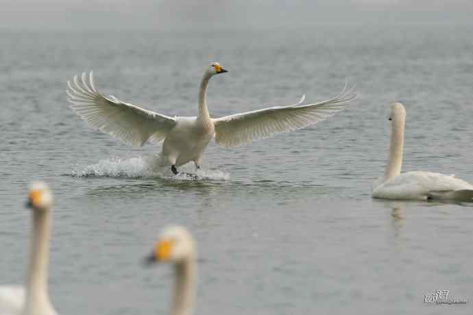 烟墩角&nbsp;wbr路&nbsp;wbr再次与大天鹅亲密相处