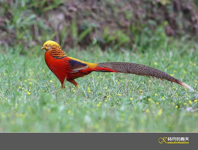 凤凰传说——红腹锦鸡