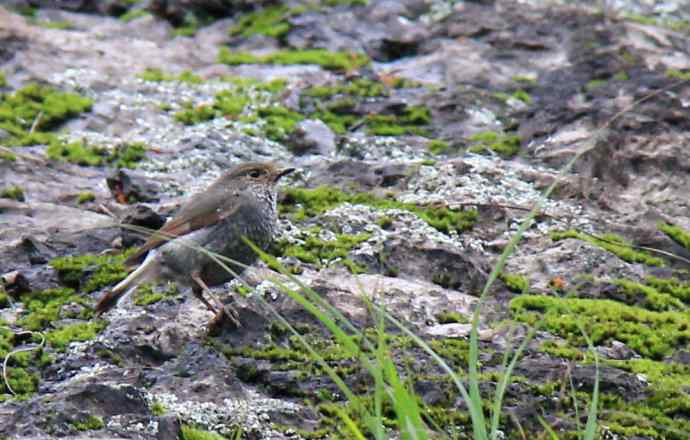 187.浙江缙云仙都农家乐（-）朱潭山鸟图