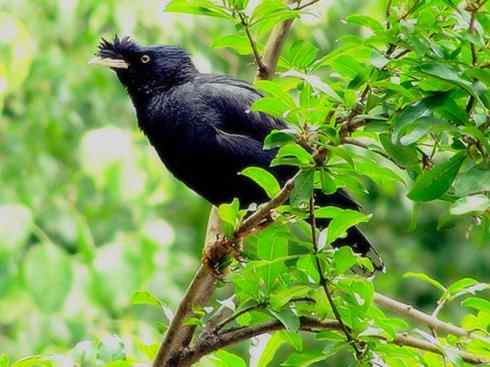 家禽驯化之源之十四