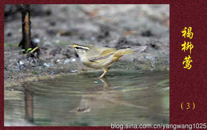 北京天坛公园的鸟类——褐柳莺（3）