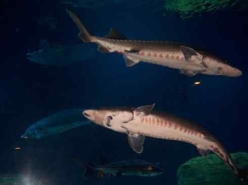 鱼类活化石:中华鲟 鱼类活化石:中华鲟