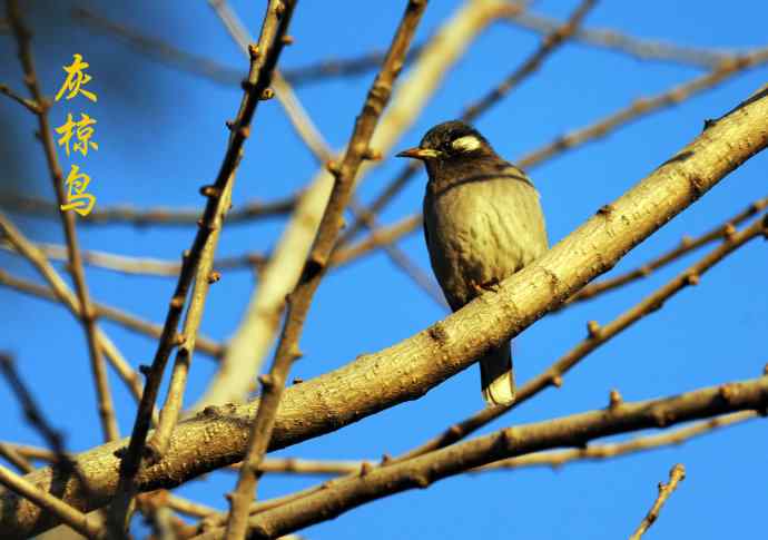 北京天坛公园的鸟类——随走随拍（杂片）