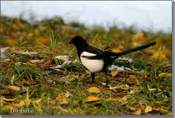 点击图片或使用键盘← →翻页