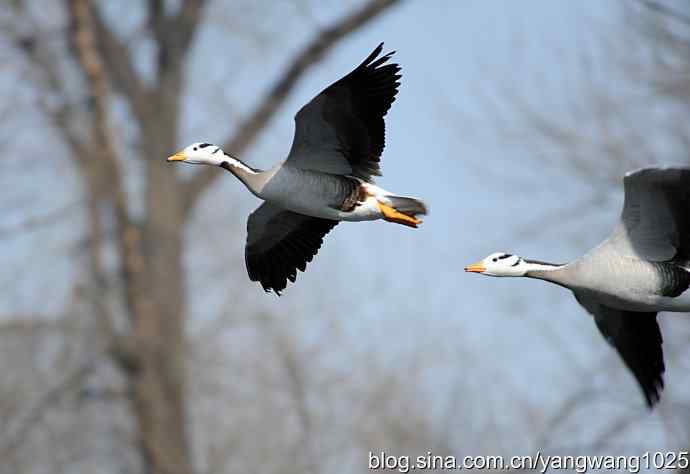 飞(斑头雁) 飞(斑头雁)