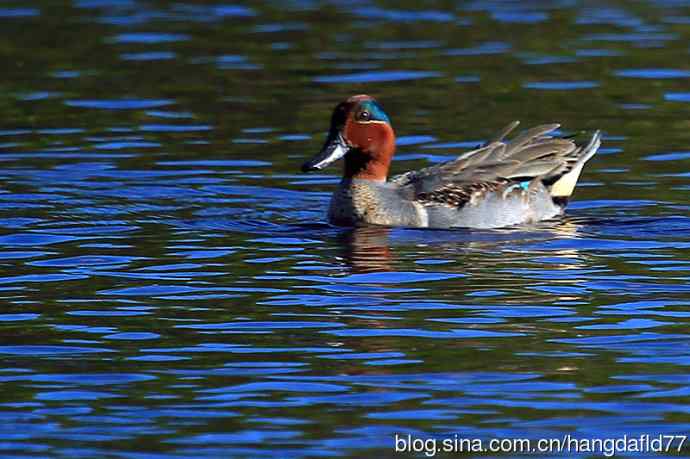 美洲绿翅鸭（2）