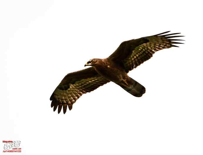 北京西山&nbsp;wbr路&nbsp;wbr金秋观猛