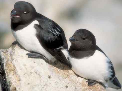 奇特的盔：角嘴海雀