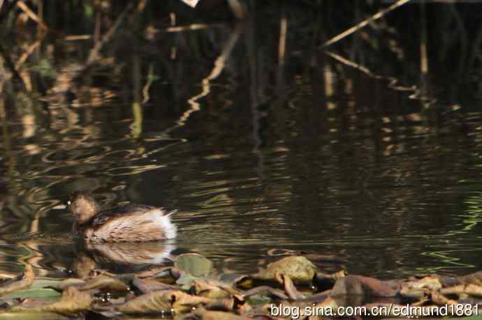 2012除夕滨江森林公园二寻太平鸟