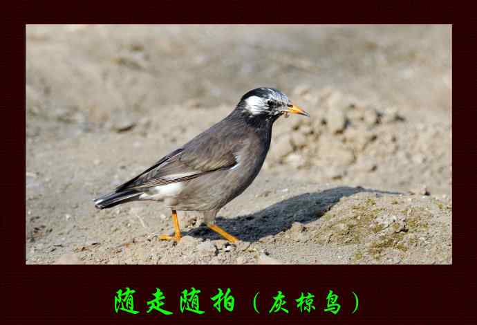 北京景山公园的鸟类——随走随拍（灰椋鸟）