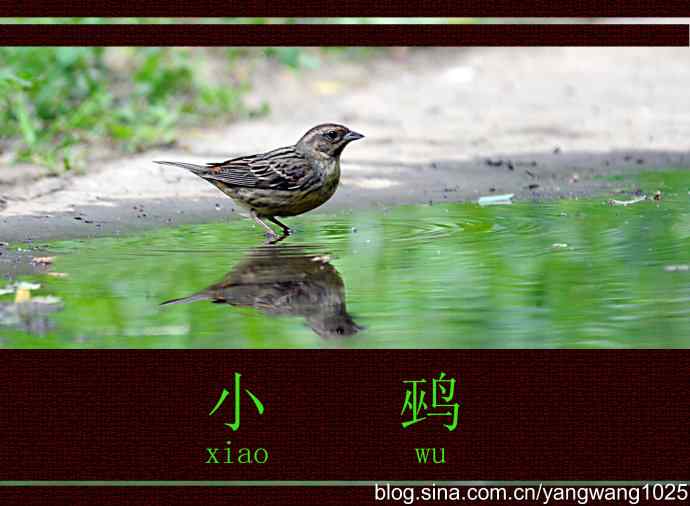 北京天坛公园的鸟类——小鹀