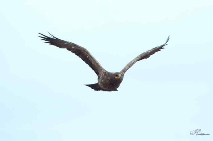 一组草原雕迎面起飞和飞行图（拍摄距离60米）