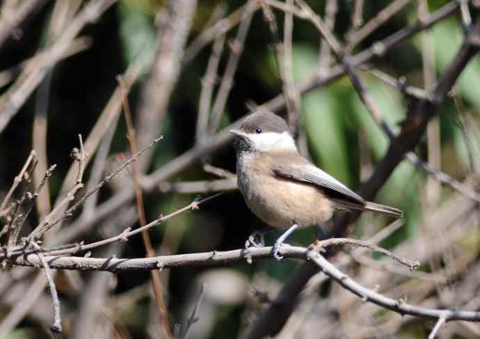 北京月坛公园的鸟类——大年初一好收获（褐头山雀记录版）