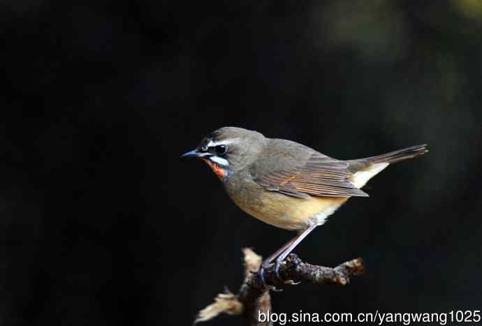 红喉歌鸲（14）