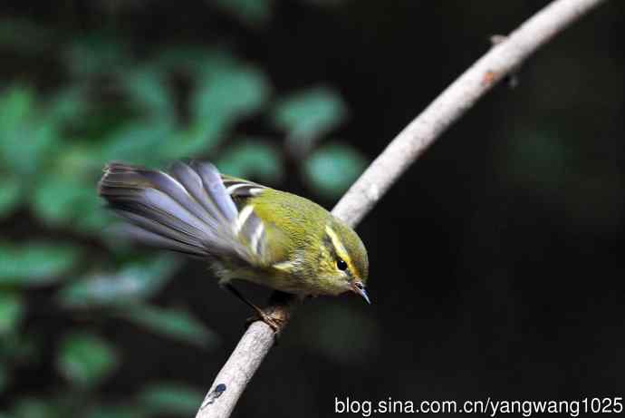 黄眉柳莺（13）
