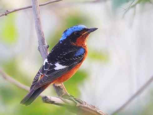 美丽无罪:雀鸟之矶鸫 美丽无罪:雀鸟之矶鸫