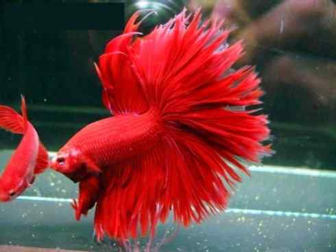 鱼类活化石：美洲肺鱼