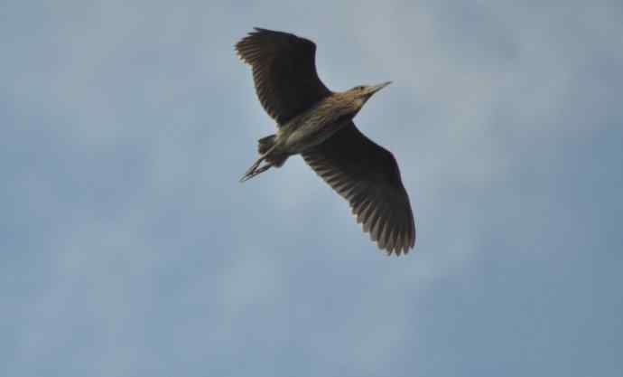 飞（夜鹭） wbr5