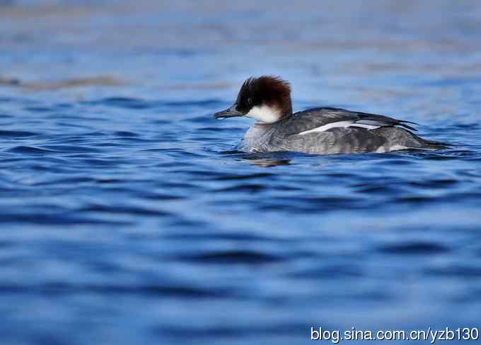 冰之恋（组图，5张照片）