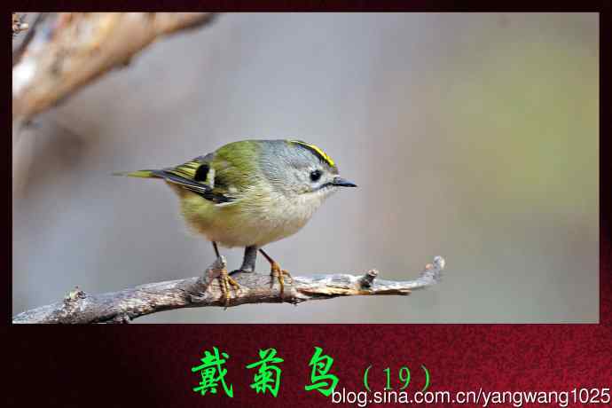 北京天坛公园的鸟类——戴菊鸟（19）