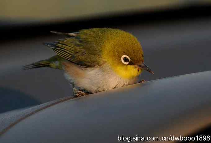 乐亭观鸟：拦车护救美绣眼
