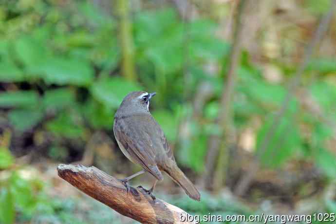 雄性红喉歌鸲(12) 雄性红喉歌鸲(12)