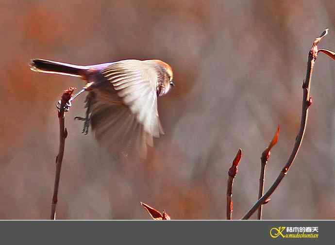 川西高原的美丽精灵-花彩雀莺【实拍】