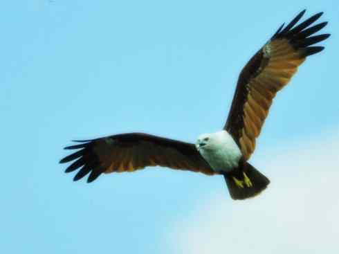 白头鸟系列:另类的美丽12 白头鸟系列:另类的美丽12