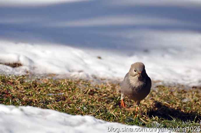 丝光椋鸟 wbr3 丝光椋鸟 wbr3
