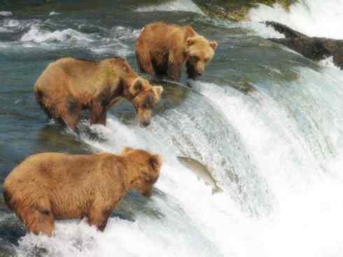 自然奇观:动物大迁徙(大马哈鱼) 自然奇观:动物大迁徙(大马哈鱼)