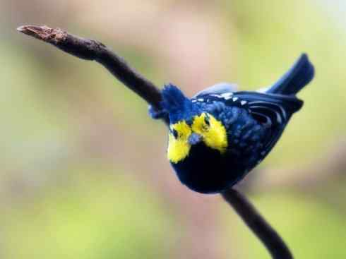 美丽无罪：雀鸟之欣赏2