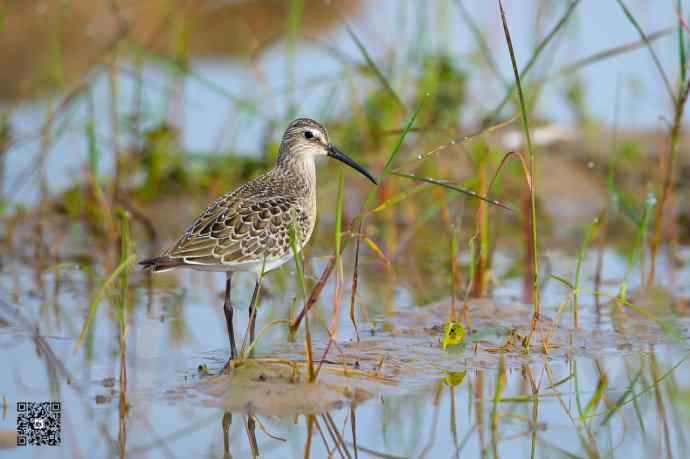 一组野鸭湖的鸻(heng)鹬(yu)类鸟