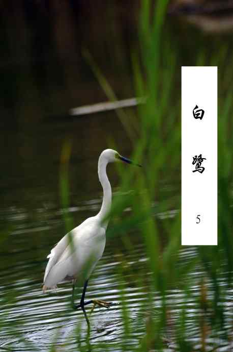 北京奥森公园的鸟类——白鹭5