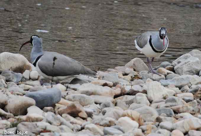 亚洲山地珍鸟：鹮嘴鹬