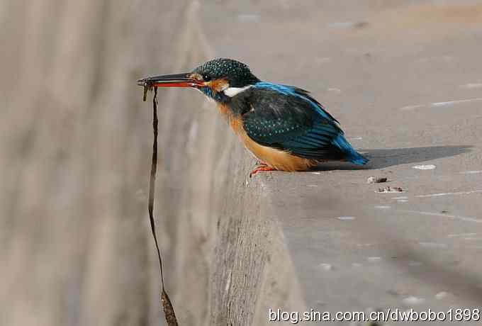 新年第一炮:小翠抓虾 新年第一炮:小翠抓虾