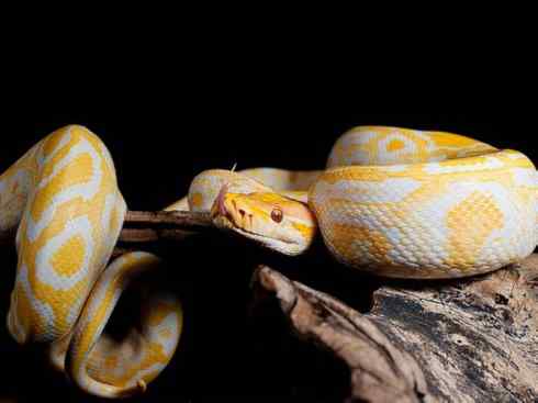 龙：传说的兽原型探秘（蟒蛇类）