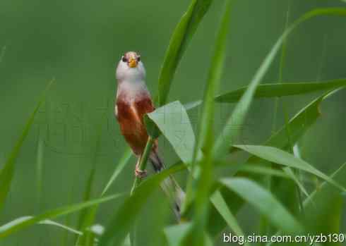 我的处女震旦（组图，8张图片）