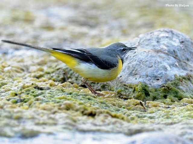 房山十渡(灰鹡鸰) 房山十渡(灰鹡鸰)